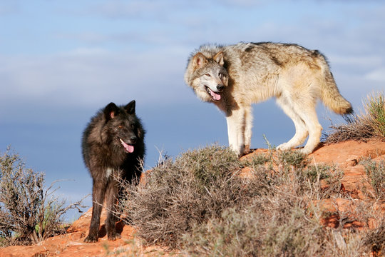 Fototapeta Gray wolves (Canis lupus)