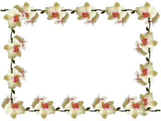 Yellow flower. Orchid 