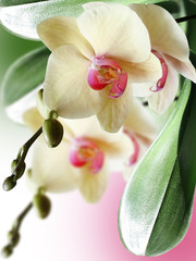 Yellow flower. Orchid  - 103082823