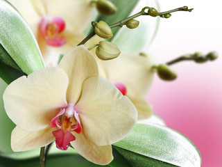 Panele Szklane Podświetlane  Żółty kwiatek. Orchidea