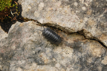 crostaceo armadillide (Armadillidium vulgare)