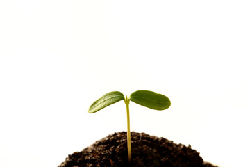 双葉  白バック
