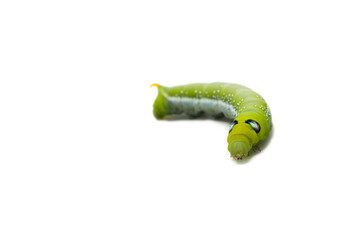 green worm white background