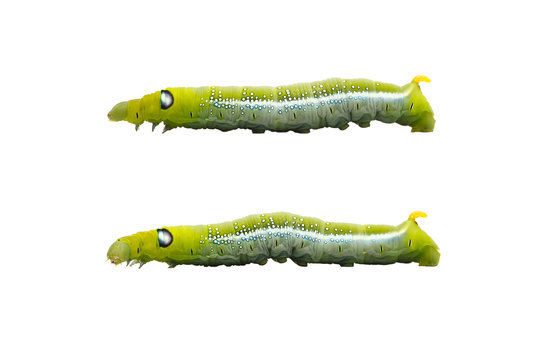 green worm white background isolated