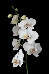 White Orchid on a black background