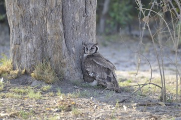 hibou grand duc de verreaux à l'ombre durant les heures chaudes Savuti Botswana