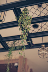 Beautiful orchid flowers, vintage filter