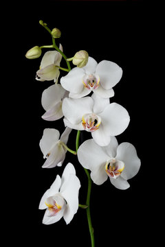Fototapeta White Orchid on a black background