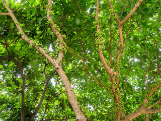 unusual tree with fruits on a trunk (Jabuticaba)