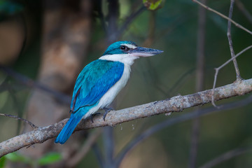 Collared Kingfisher(Todiramphus  chloris Boddaert) on the branch 