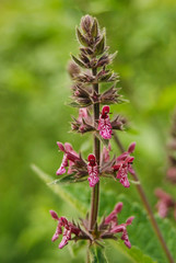 Erba strega (Stachys silvatica) - infiorescenza