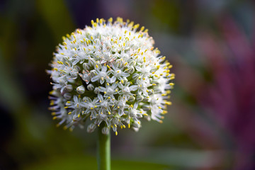 Closeup of an onion flower