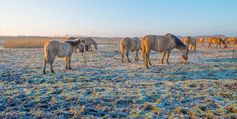 Horses in frozen nature in winter © Naj
