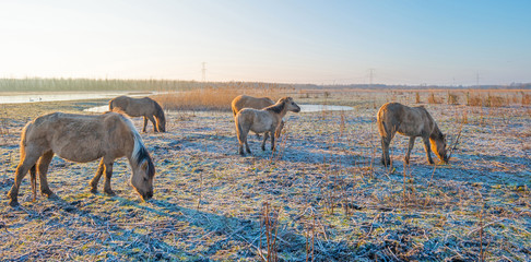 Horses in frozen nature in winter © Naj