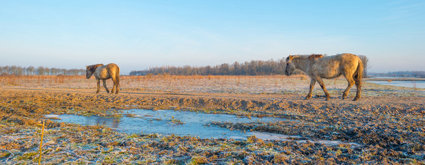 Horse in frozen nature in winter © Naj