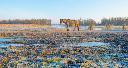 Horse in frozen nature in winter © Naj