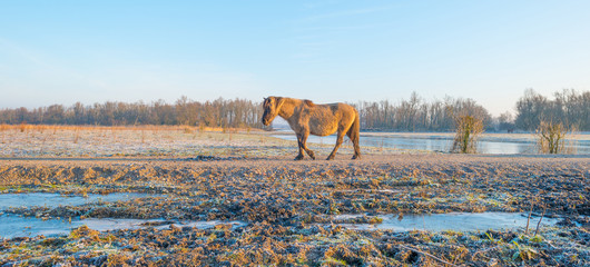 Horse in frozen nature in winter © Naj