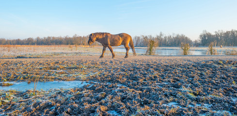 Horse in frozen nature in winter © Naj