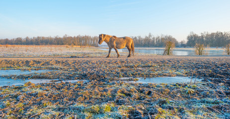 Horse in frozen nature in winter © Naj