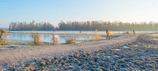 Horse in frozen nature in winter © Naj