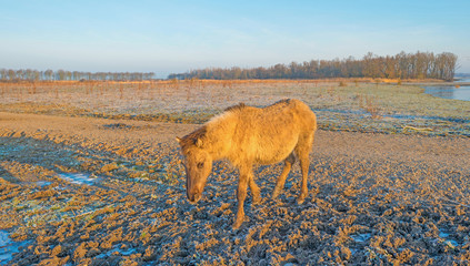 Horses in frozen nature in winter © Naj