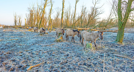 Horses in frozen nature in winter © Naj