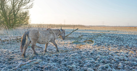 Horse in frozen nature in winter © Naj