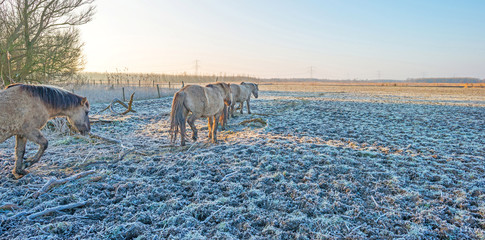 Horses in frozen nature in winter