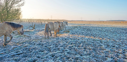 Horses in frozen nature in winter © Naj