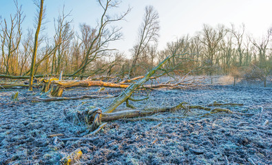 Frozen forest in sunlight in winter