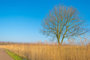 Reed along a tree in winter