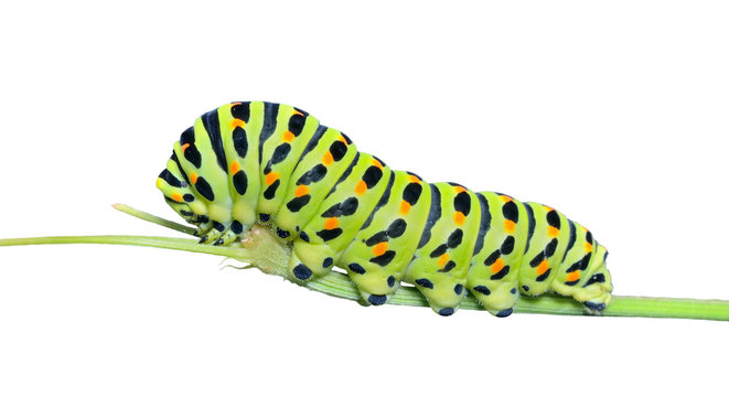Сaterpillar of swallowtail 12