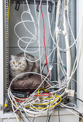 Cat on pillow in network cabinet on a bunch of wires