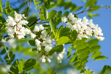 White acacia blossom