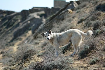 Fototapeta premium Stray dog facing down slope of hillside in Azerbaijan. Lokbatan is a small town 15km south west of Baku, Azerbaijan, with hills on the Caspian Sea coast 