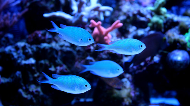 Group of Blue Chromis (Chromis atripectoralis) 