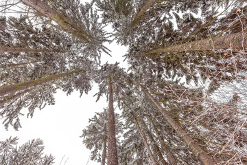 Scenic pine trees bottom to top view