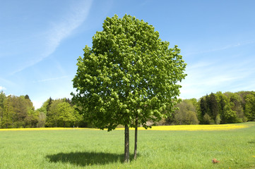 Lindenbaum; Tilia, platyphyllos