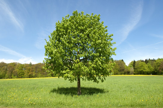 Lindenbaum; Tilia, platyphyllos