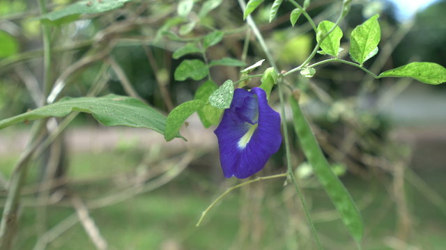 View of bindweed sways in wind, close-up
