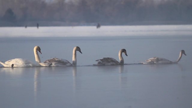 Swans break through the ice-feeding/Swans break through the ice-feeding.winter