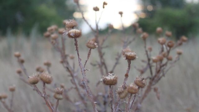 thistles at sunset/thistles at sunset prickly needles and beautiful bokeh