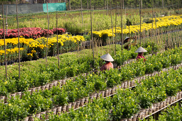 Florist takes care of flowers, prepare for Lunar New Year