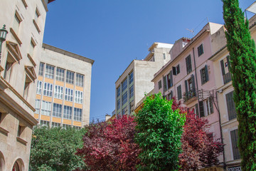 Fototapeta na wymiar Trees surrounded by various apartment buildings