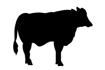 vector Silhouette Beef , isolated on white
