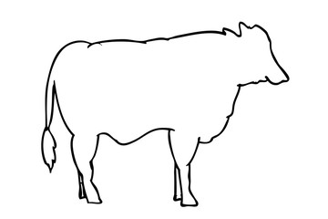 vector outline Beef , isolated on white
