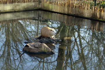 Nutria, Myocastor, coypus, Biberratte