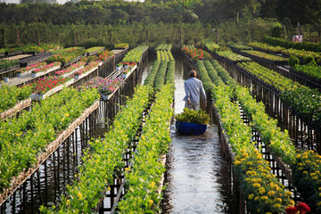 Florist takes care of flowers, prepare for Lunar New Year