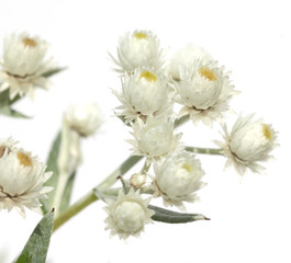 Perlkoerbchen; Anaphalis; triplinervis