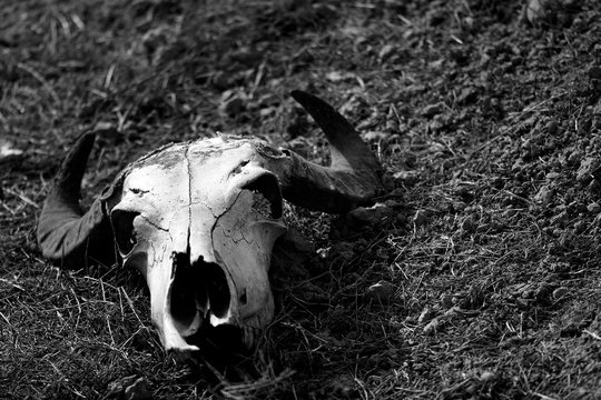 Sheep skull on hillside in black and white. A horned skull lies on short grass in front of rocks
